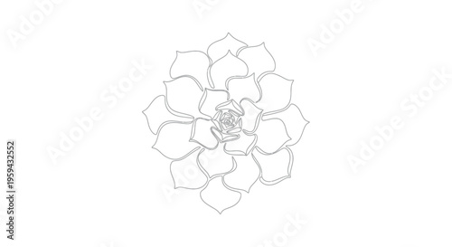 Delicate line art of a symmetrical rosette-shaped succulent plant
