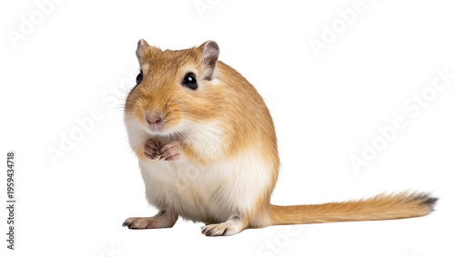 Adorable light brown gerbil standing on hind legs with paws together looking at camera