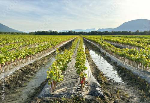 Landscape baby grapevine plant in nursery field with the background of nature, mountain alps and sky during summer season. 