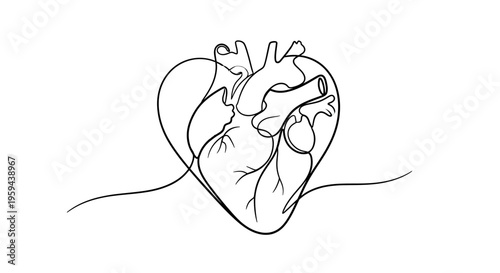 Anatomical heart outline in minimalist continuous line art style
