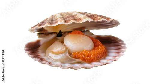 Fotografie Freshly shucked raw scallop in half shell with adductor muscle and bright orange roe