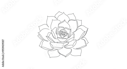 Delicate grey line drawing of a succulent plant with tightly packed, layered leaves