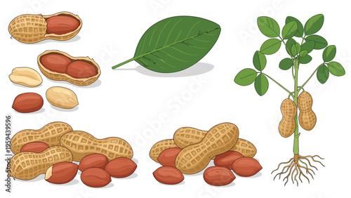 Educational botanical illustration of a peanut plant with roots, shells, and individual peanut kernels.