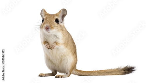 Photos Cute little gerbil standing on hind legs looking curious, desert rodent mammal p
