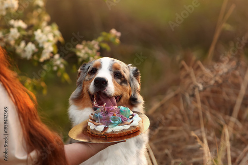 Happy Australian Shepherd dog eating a birthday cake from a hand in a blooming garden at sunset. Joyful merle aussie pet celebrating outdoors. Beautiful animal portrait. Loving interaction
