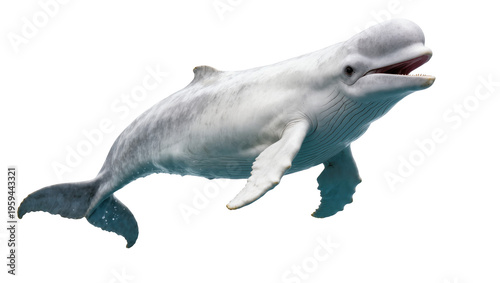 Konstfotografi Captivating profile of a beluga whale swimming gently with open mouth and textur