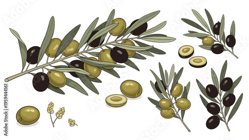 Detailed botanical illustration showcases branches of fresh green and black olives with leaves and buds.