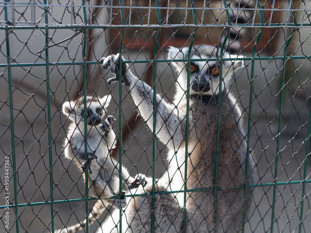 Fototapeta premium Ring-tailed lemur mother with baby (Lemur catta) on fence in outdoor enclosure with copy space. Concept of motherhood, care, zoo, family, social media.