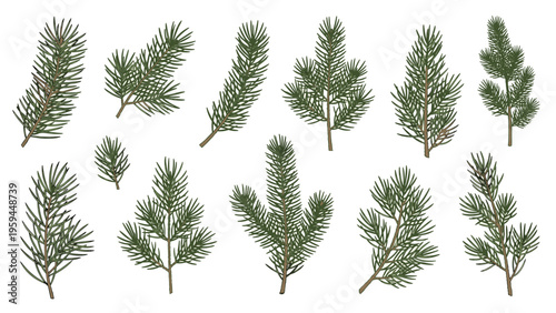 Set of green pine or spruce branches and needles isolated on a white background for christmas and winter nature design.