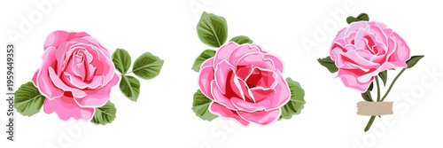 Beautiful vector illustration pink hand drawn collection of roses. Set vintage painting and botanical illustration. Save the date or valentine's day