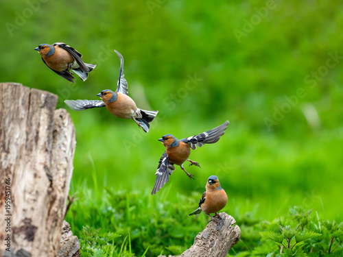 composite image of a male chaffinch taking off in flight from a wooden log in the countryside