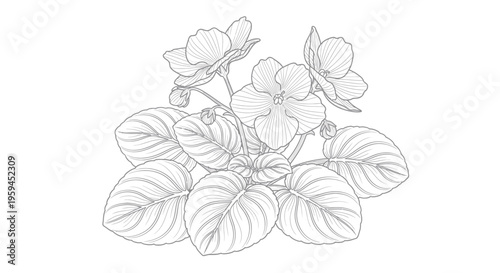 African Violet Plant Line Drawing - Hand-Drawn Botanical Illustration