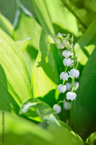 Blooming lily of the valley flowers in the spring garden.