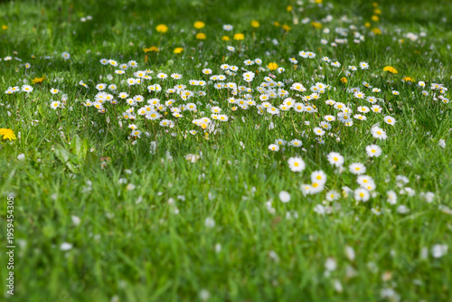 Daisies flourish in the green grass under the sunlight.