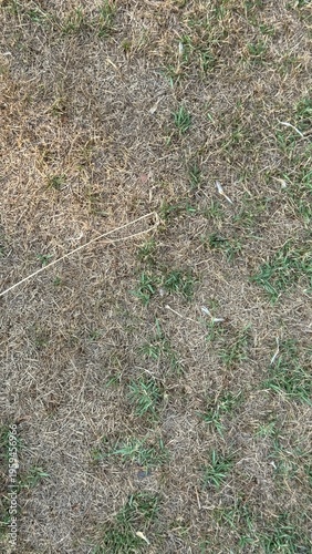 Top-down shot of a solitary thin straw resting on a mix of dry and green grass blades.