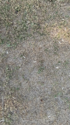 Aerial perspective of patchy brown lawn showing drought stress in a residential yard.