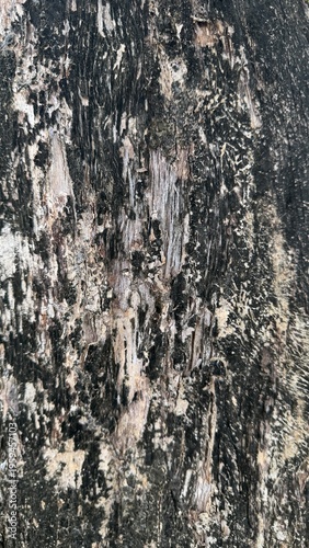 Frontal observation of dark blackened tree bark contrasted by thin vertical stripes of pale underlying wood.