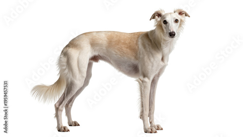 Canvas Print Majestic cream Saluki sighthound dog standing elegantly and looking at the viewe