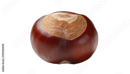 Tableau sur toile Perfectly ripe glossy horse chestnut nut, also known as conker, a symbol of autu