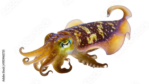 Fotografie Colorful cuttlefish with intricate patterns and striking eyes, showcasing its un