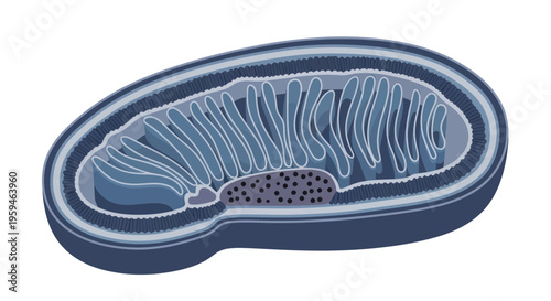 Mitochondrion Anatomy: Cellular Powerhouse, Energy Production, Biology Illustration