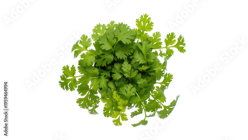 Foto Lush fresh vibrant green cilantro leaves, a popular aromatic herb for cooking an