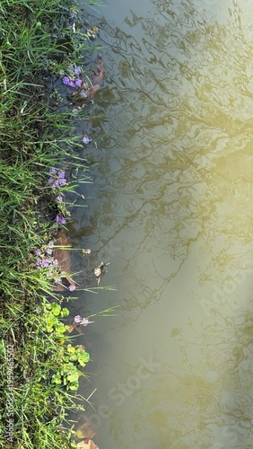 Angled overhead view of a muddy riverbank lined with green grass and small purple flowers reflecting bare trees.