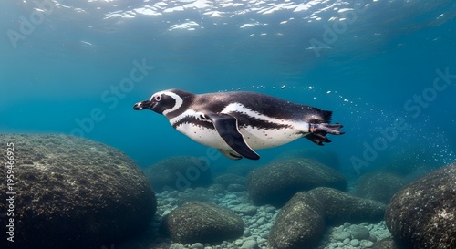 A penguin swims underwater surrounded by rocks and clear blue water