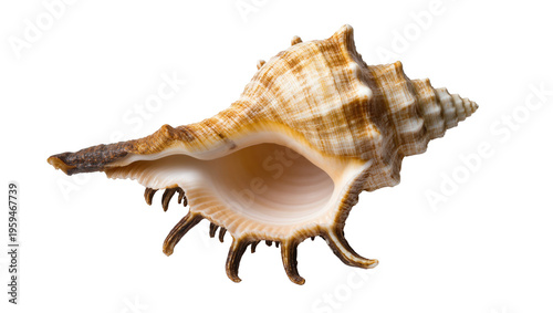 Schilderij op canvas Stunning intricate tropical spider conch seashell with spiny projections and spi