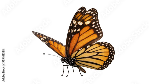 Colorful monarch butterfly spreading its elegant orange and black wings, close up detail