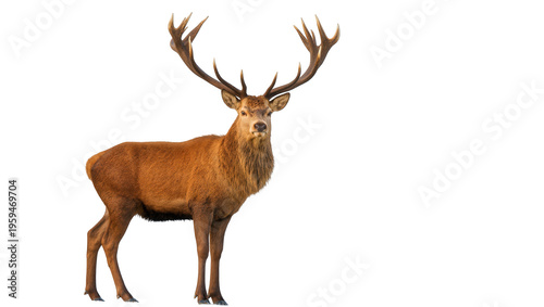 Quadro em tela Magnificent red deer stag displaying impressive antlers, a powerful symbol of wi