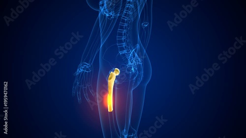 Hip bone anatomy. 3d illustrations