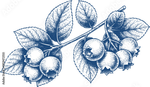 Blueberries on branch with leaves illustration vector style blueberry twig graphic art drawing berry plant botanical