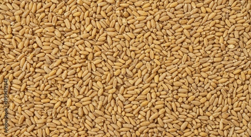 Uniform background texture created by densely packed light cereal grains, perfect for food design, menus, recipes, or bakery themes, rye, background, copy space