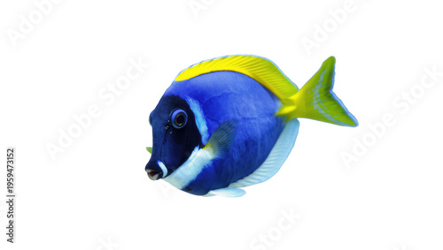 Quadro su tela Vibrant blue palette surgeonfish with striking yellow dorsal fin and tail swimmi