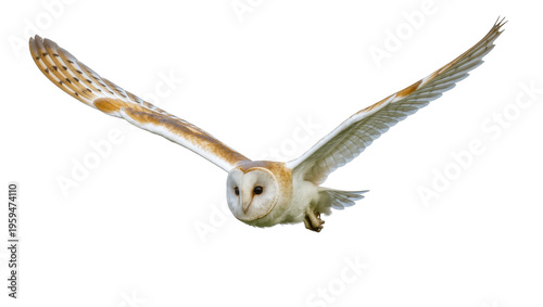 Fotografía Stunning barn owl gliding gracefully with open wings, powerful and silent hunter