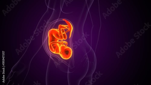 Baby embryo anatomy. 3d illustrations