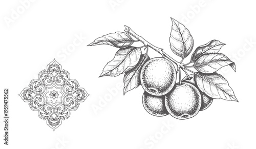 Vintage apple branch with leaves and ornate mandala fruit