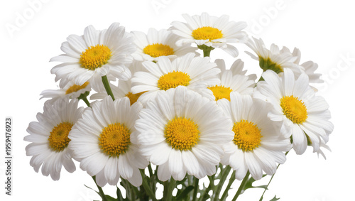 Photos Close-up view of fresh white daisy flowers with yellow centers grouped together