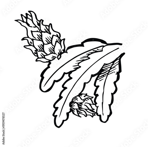 dragon fruit hand drawn sketch  leaves and branch