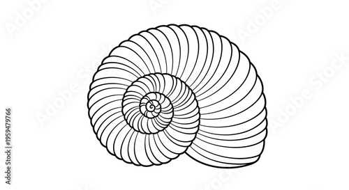 Detailed black and white line drawing of a nautilus shell on a white background