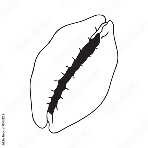Vector isolated one single simplest cypraea sea snail shell cowries marine gastropod mollusk colorless black and white contour line easy drawing
