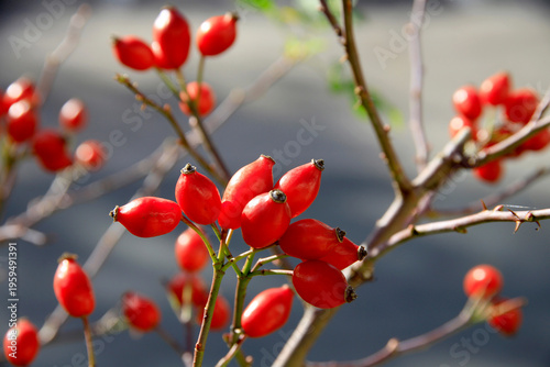 Tableau sur toile Hagebutte oder Hundsrose (Rosa canina) rote Früchte am Ast