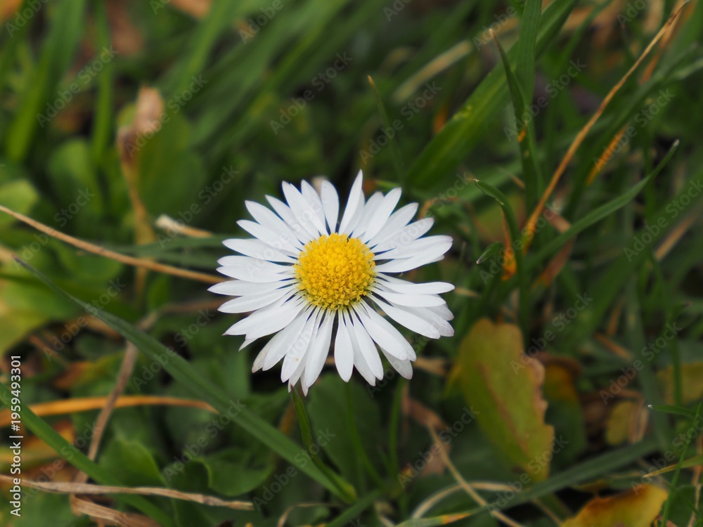 Obraz premium Simplicity of Nature: Common Daisy (Bellis perennis) in Green Grass