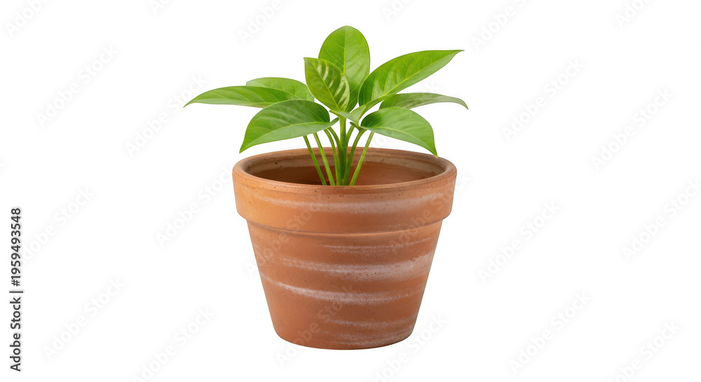 Fototapeta premium A small green plant in a terracotta pot