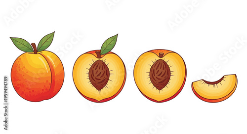 Vector graphic illustration displaying a whole peach half a peach, and a peach slice for food design concepts