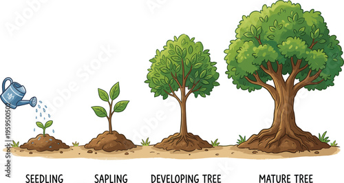 Vector illustration of tree growth stages from seedling to mature tree for environmental education