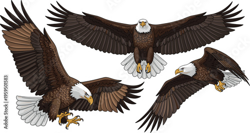 Bald eagle flying poses set with spread wings hunting attack and glide wildlife bird vector illustration majestic predator isolated design