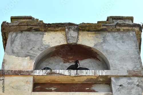 Northern Bald Ibis perched in a ruin with babies in Orbetello