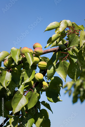 green peaches on a tree branch. growing peaches in the garden. peaches on a branch against a blue sky